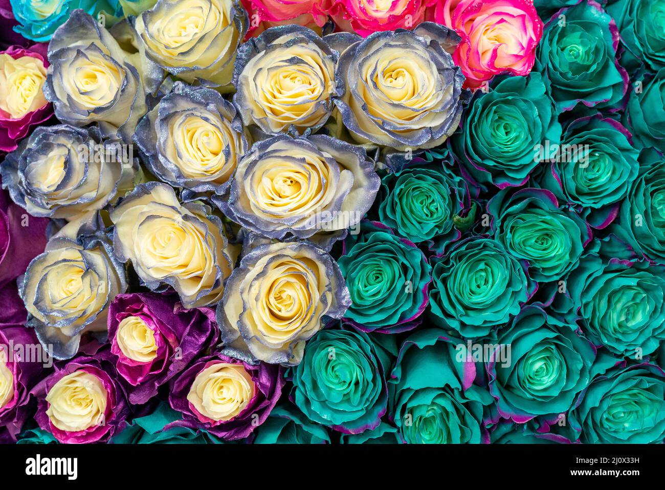 Belles roses bleu arrière-plan. Résumé fond floral pour mariage et l'engagement. Banque D'Images
