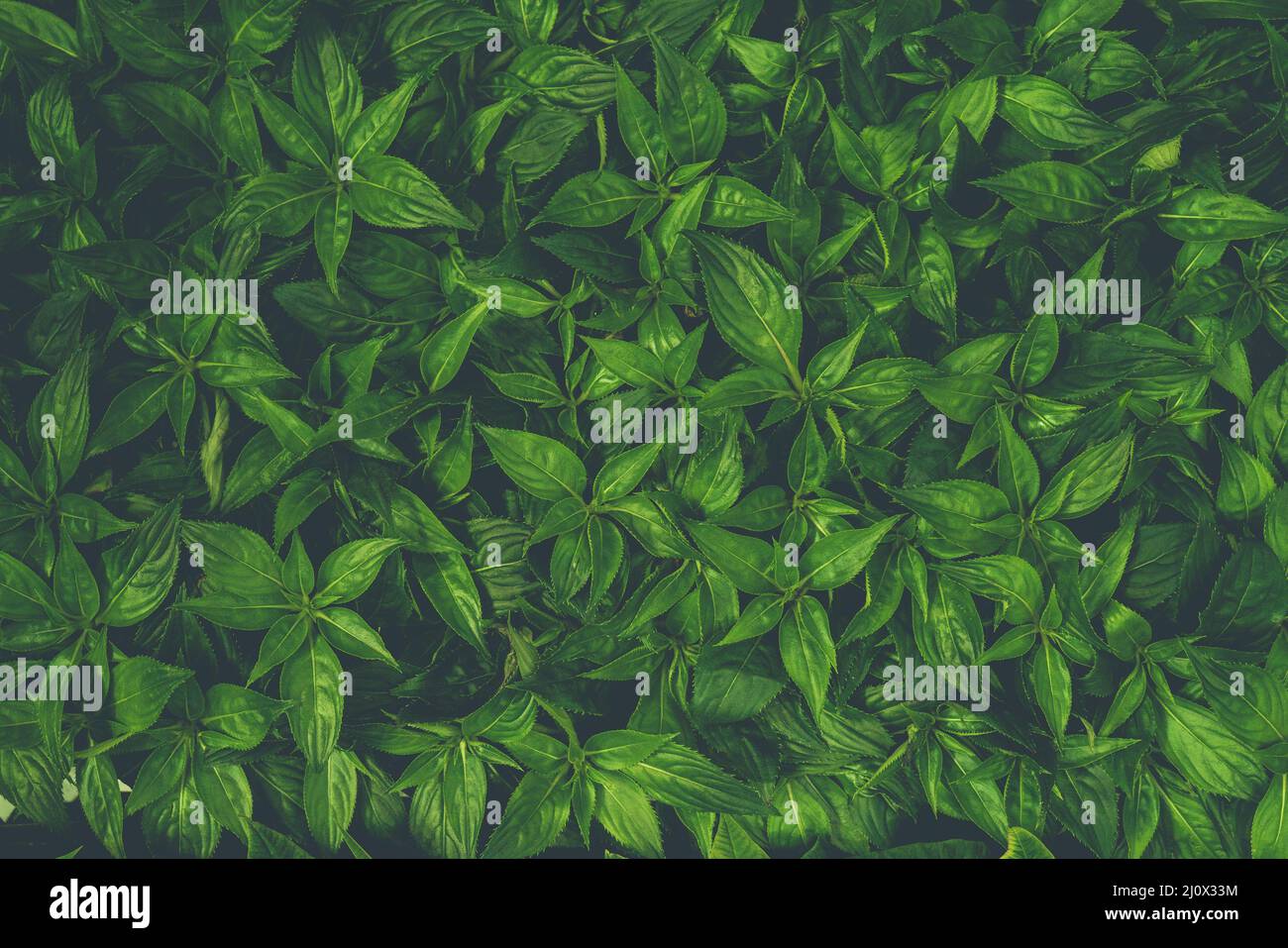Beau motif de feuilles vertes. Fond naturel. Banque D'Images