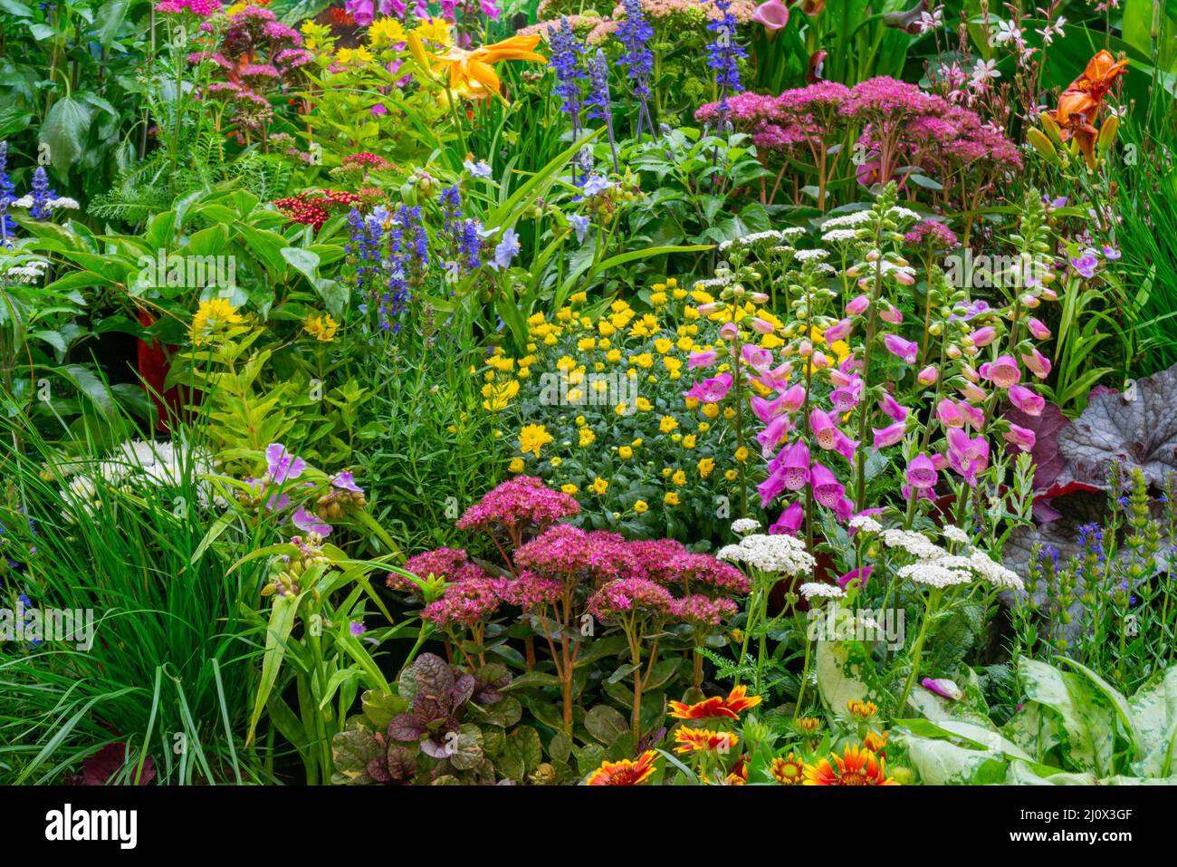 Fleurs et plantes décoratives dans le jardin. Aménagement paysager. Fond naturel naturel. Mise au point douce. Banque D'Images