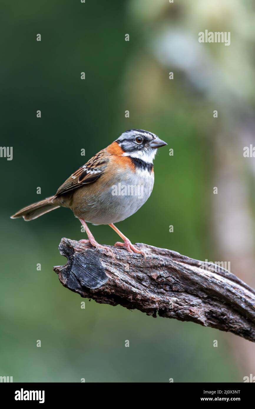Bruant à collier ou Bruant andin, San Gerardo de Dota, observation de la faune et des oiseaux au Costa Rica. Banque D'Images