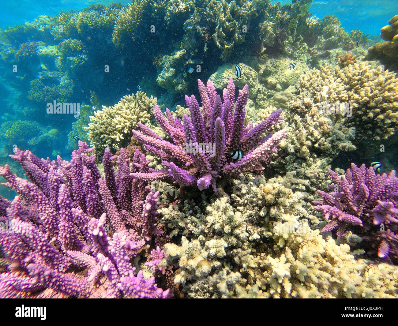 Corail sur le récif en mer rouge, Marsa Alam, Égypte Banque D'Images