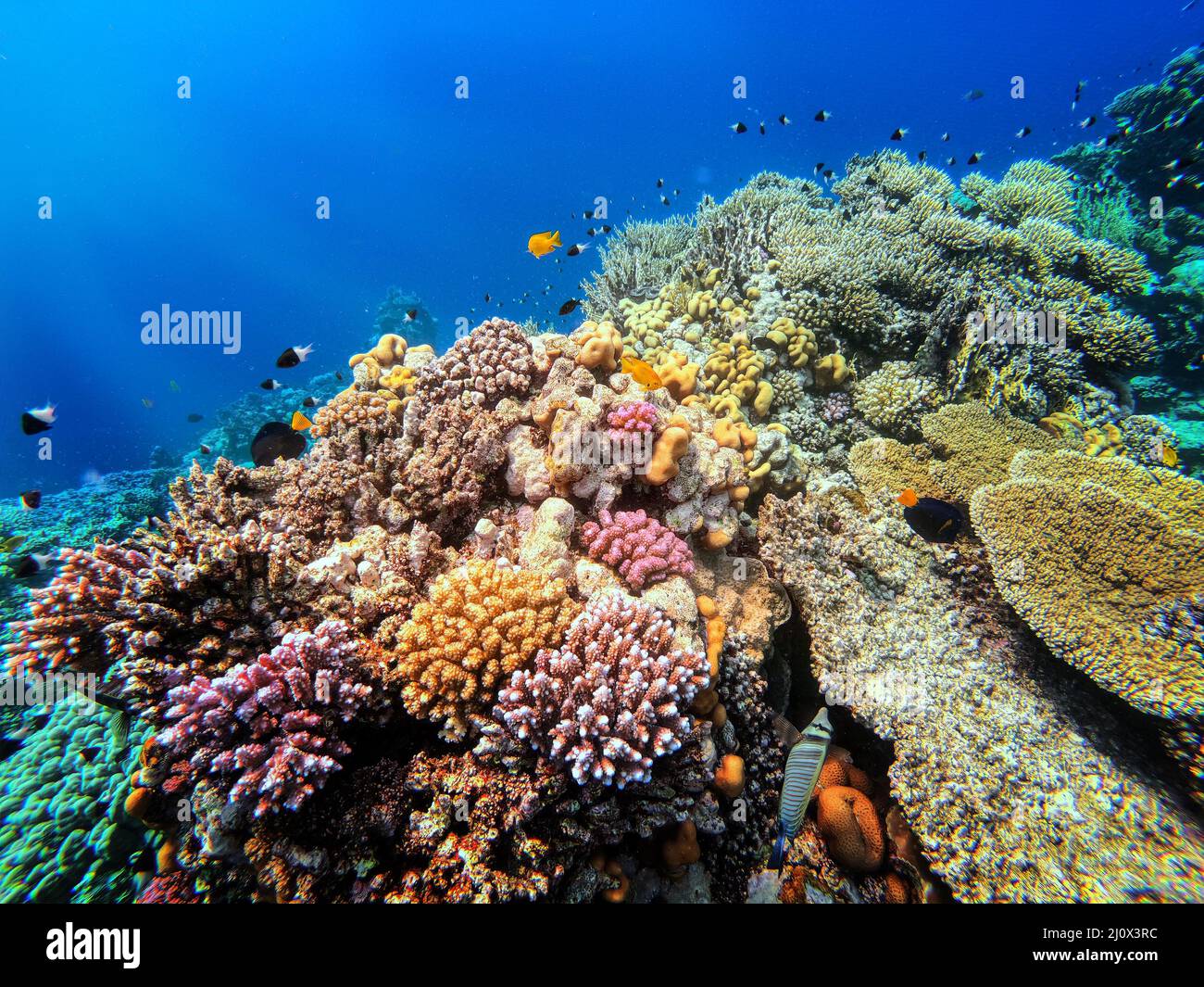 Corail sur le récif en mer rouge, Marsa Alam, Égypte Banque D'Images