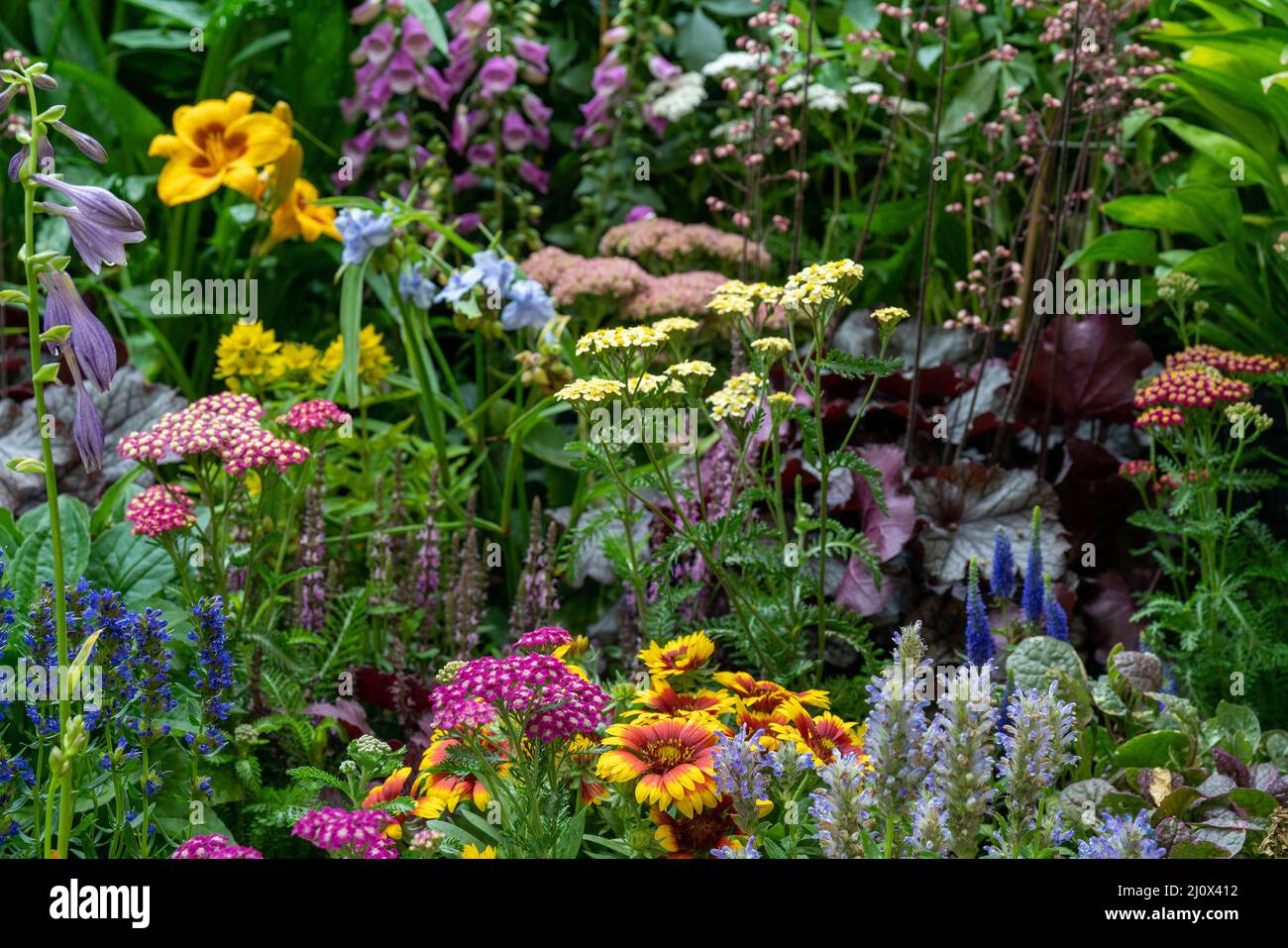 Fleurs et plantes décoratives dans le jardin. Aménagement paysager. Fond naturel naturel. Mise au point douce. Banque D'Images