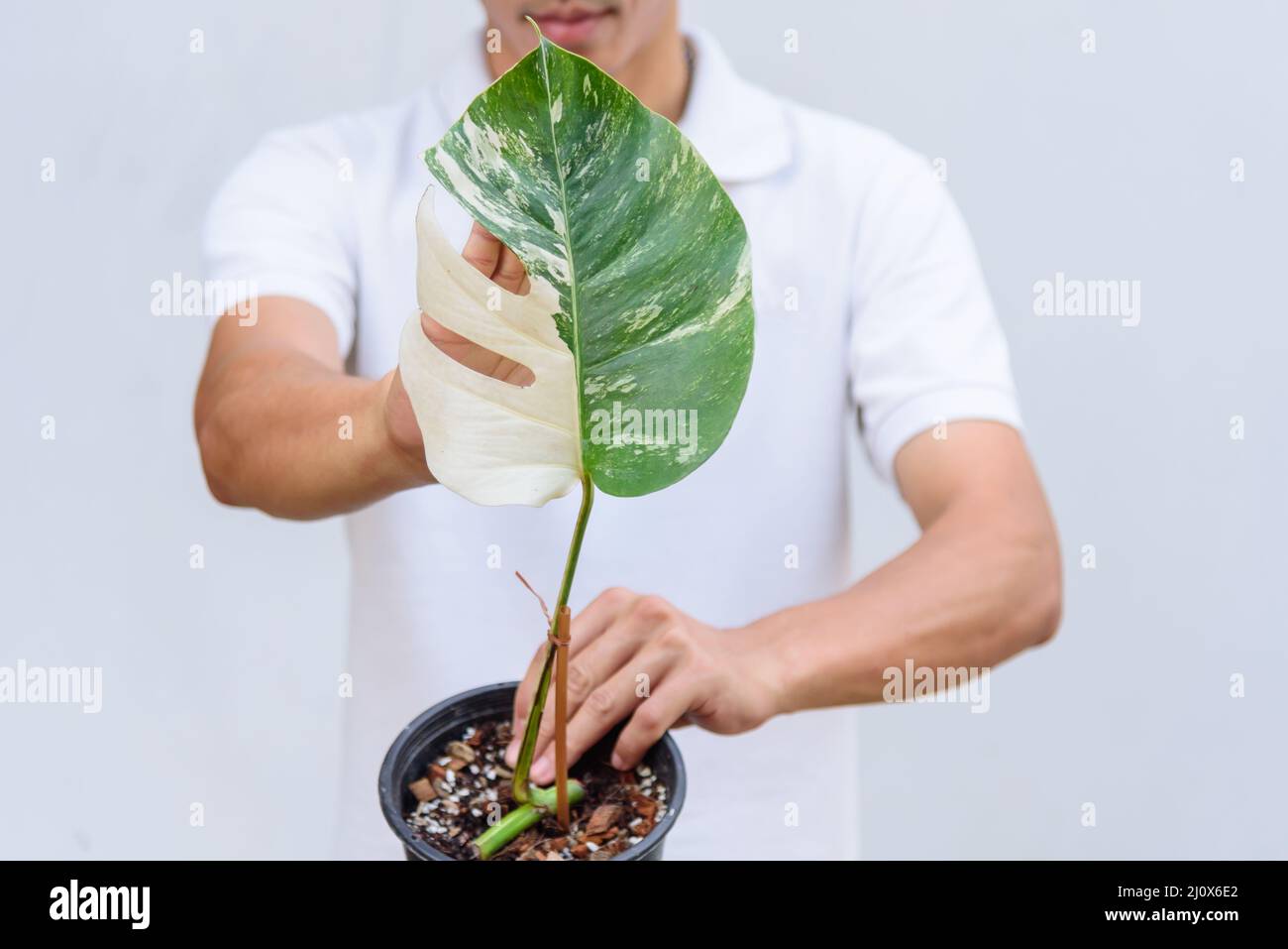 Monstera Borsigiana Albo Variegated dans le pot Banque D'Images