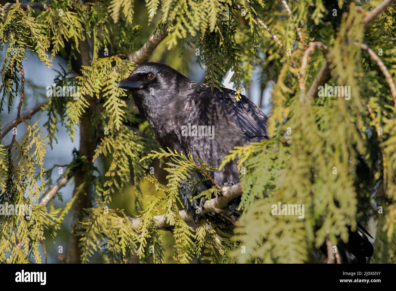 American Crow in Pine Tree, parc Stanley, Vancouver (Colombie-Britannique) Banque D'Images