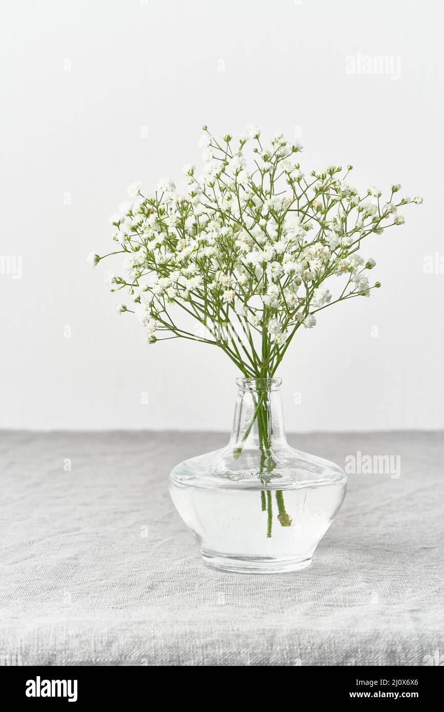 Fleurs de Gypsophila dans un vase en verre. Lumière douce, minimalisme scandinave Banque D'Images