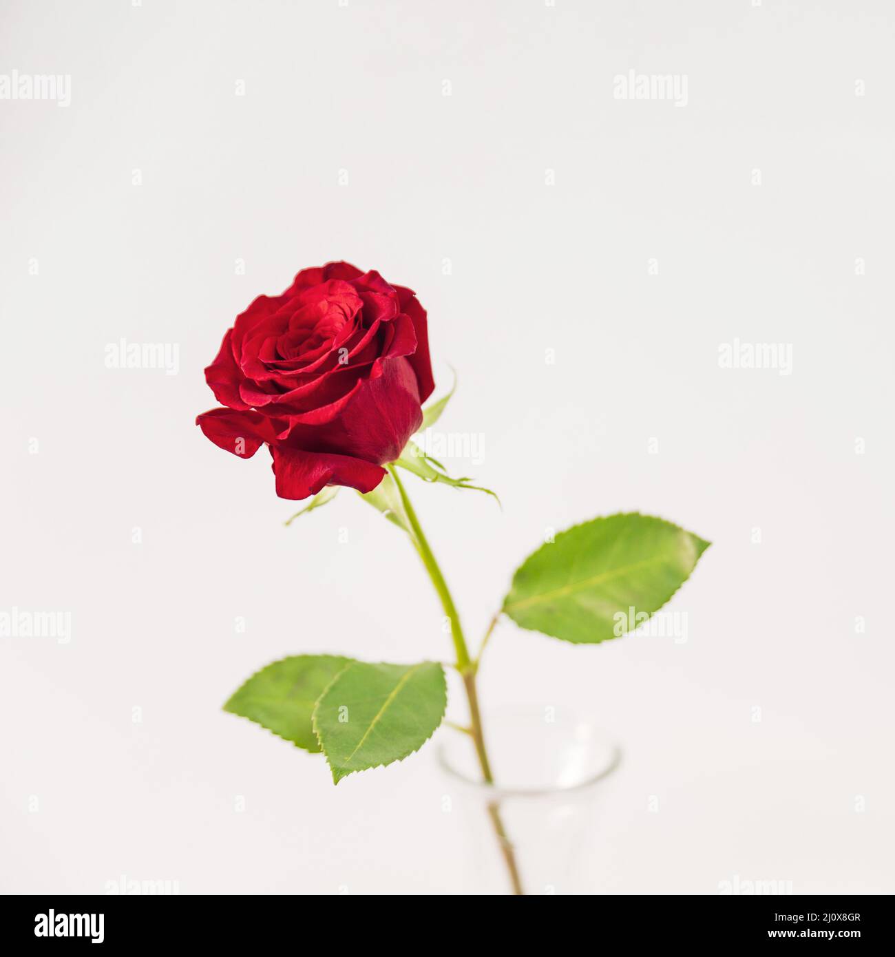 Vase fleur rouge frais. Concept de photo de haute qualité Banque D'Images