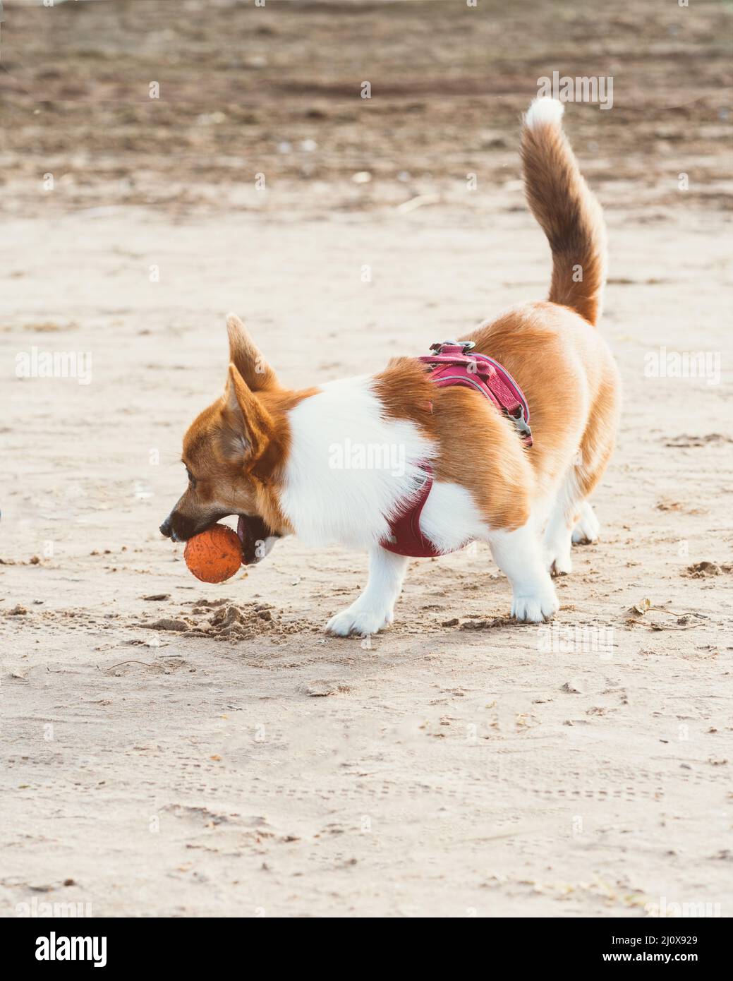 Magnifique chien sur une plage de sable. Corgi chiot marche dans la nature en été sous le soleil près de la côte Banque D'Images