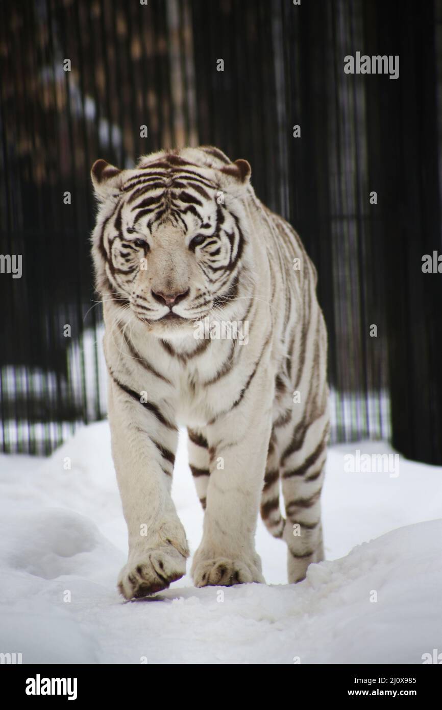Simulation De Tigre Blanc Neige, Modèle De Tigre Sibérien
