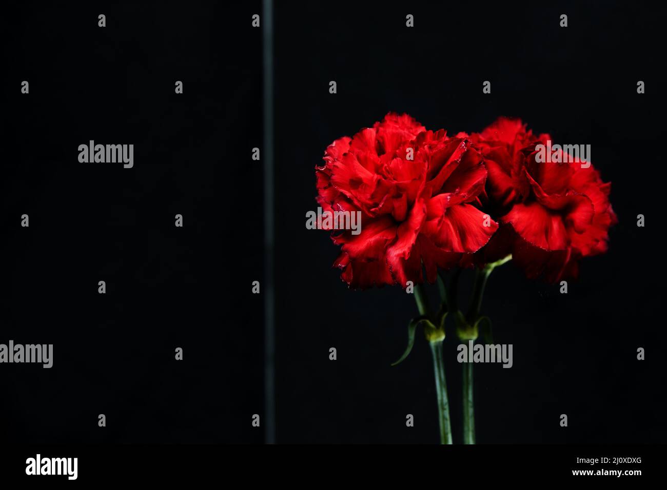 Gros plan rouge carnation fleur verre réfléchissant. Concept de photo de haute qualité Banque D'Images