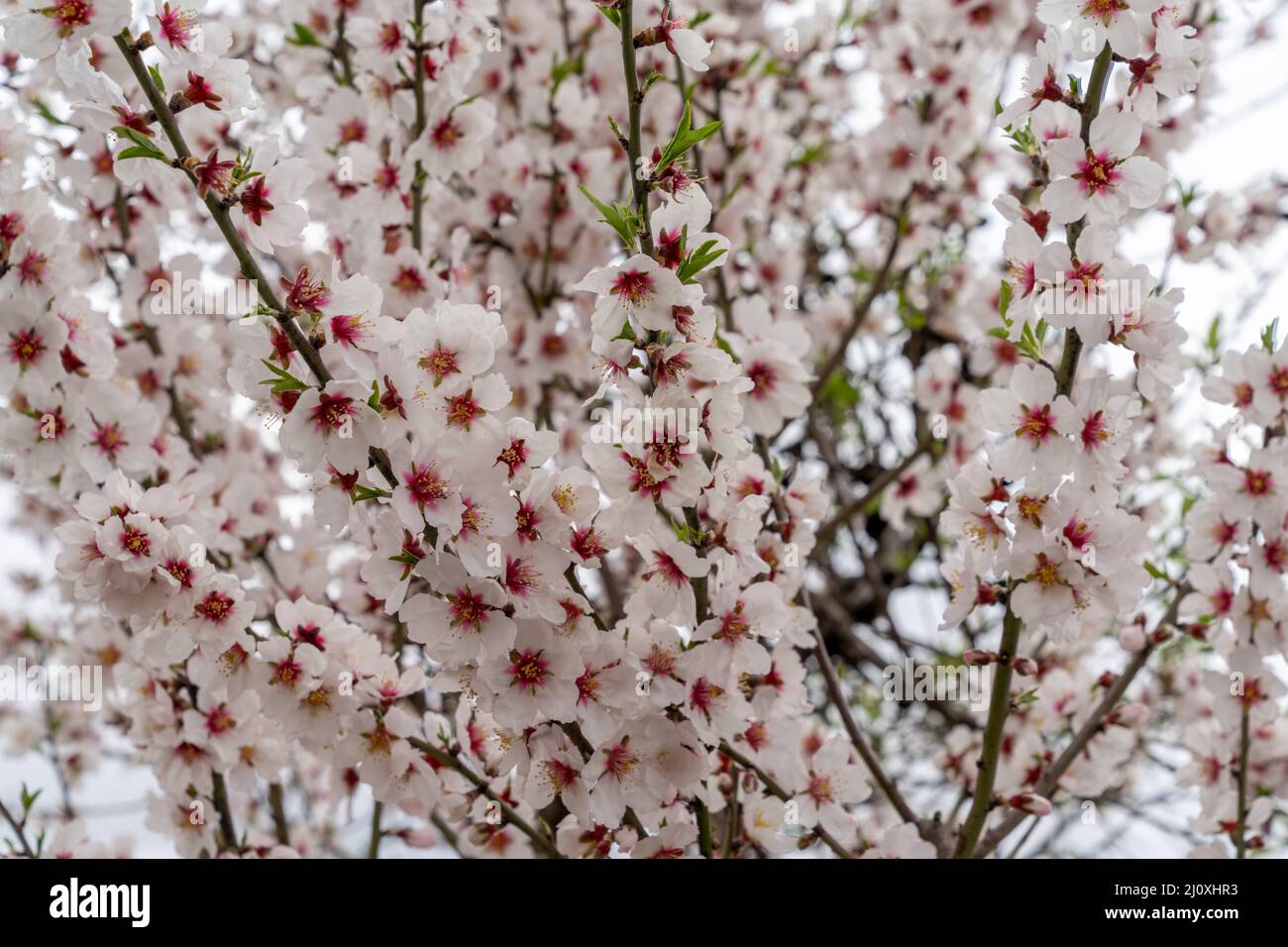 Vue rapprochée de nombreuses fleurs roses et blanches sur un amandier Banque D'Images