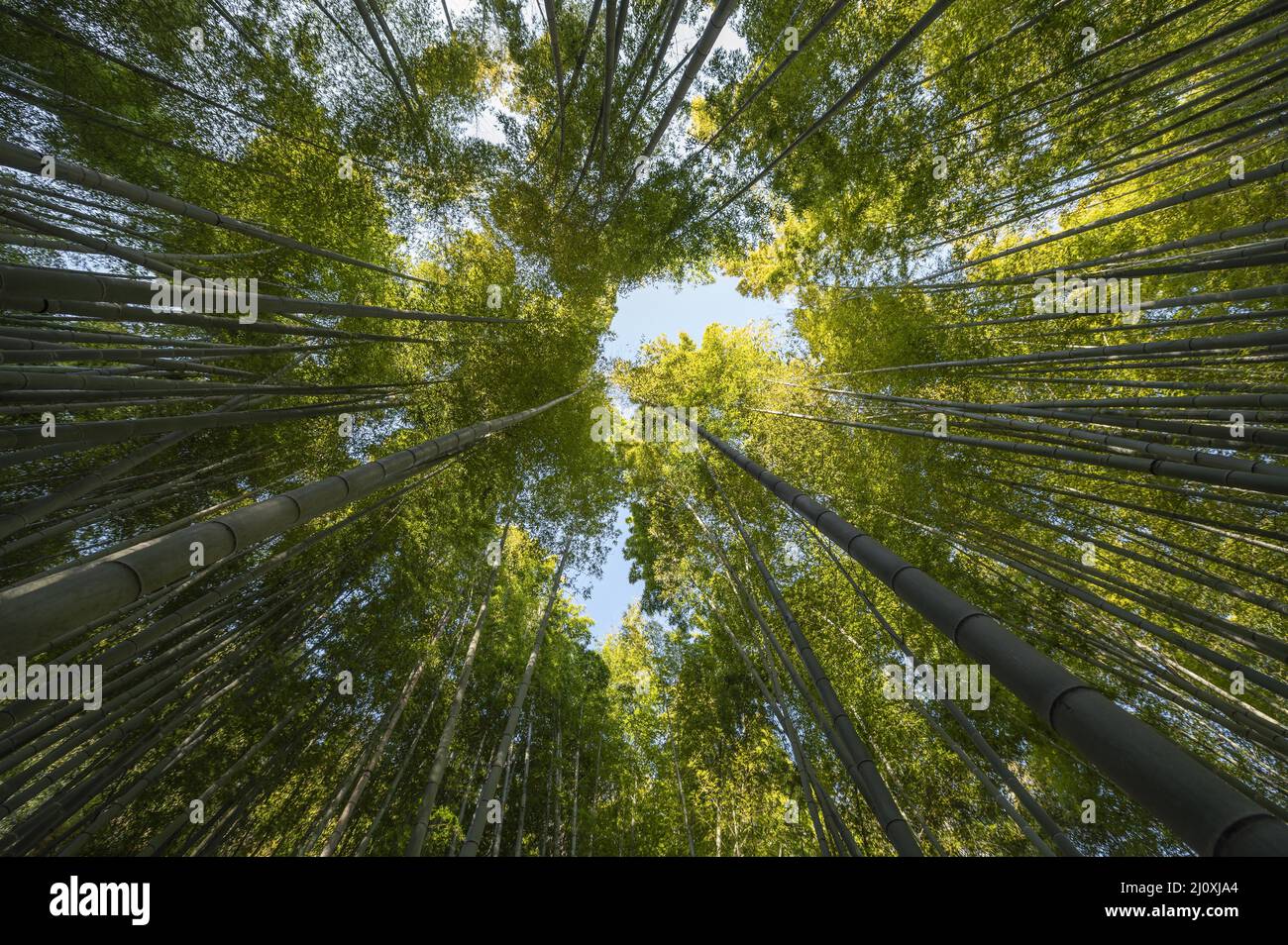 Photo Forest avec des arbres en gros plan. Concept de photo de haute qualité Banque D'Images
