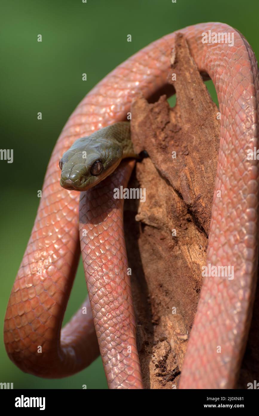 Le serpent à tête noire ( Boiga nigriceps ) enroulé autour du tronc de l'arbre Banque D'Images