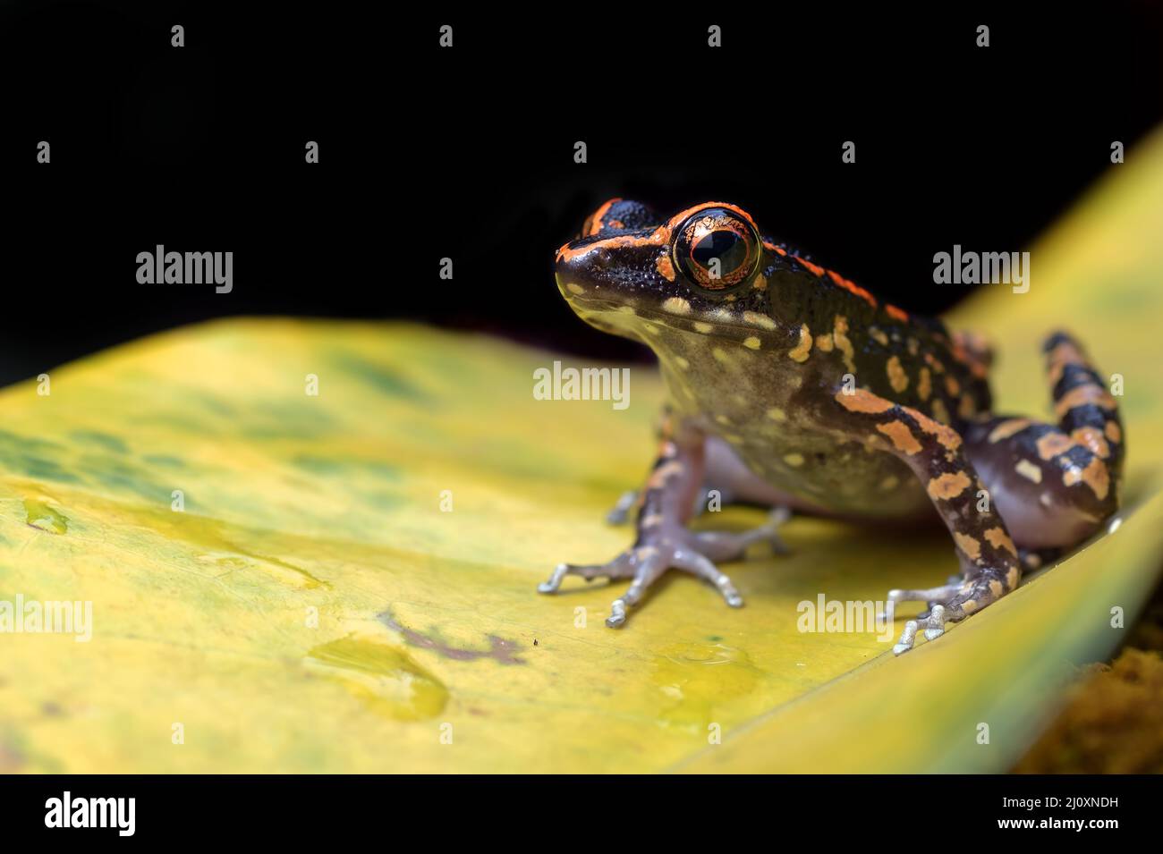 La grenouille à pois perchée sur une fleur Banque D'Images