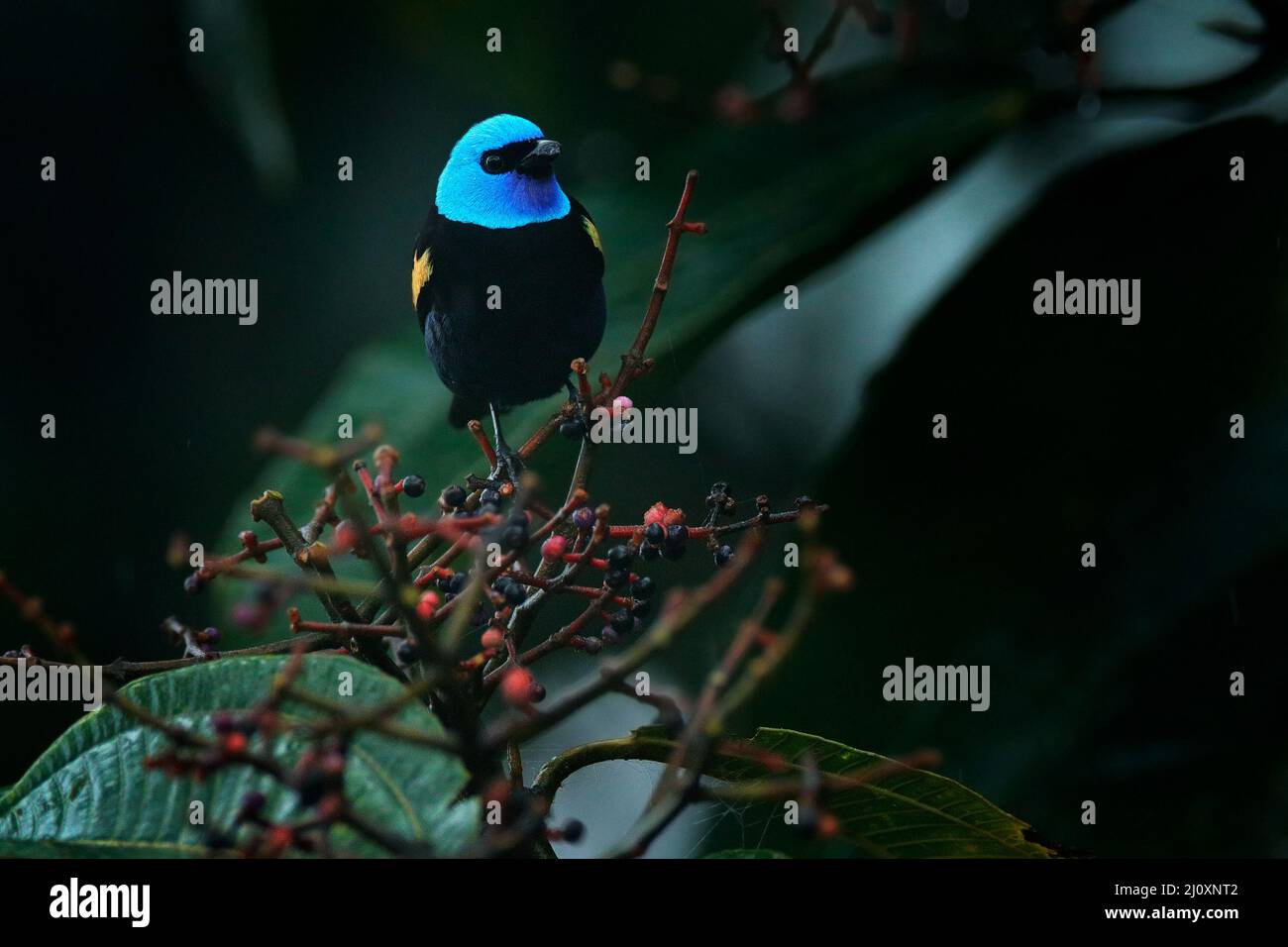 Oiseau noir à tête bleue dans la forêt tropicale sombre. Réservoir à col bleu, Stilpnia cyanicollis, avec arbre fruitier dans l'habitat naturel, Sumaco, Équateur. Bi Banque D'Images