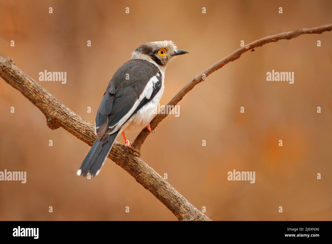 Oiseau jaune d'Afrique. Helmethie à crête blanche, Prionops plumatus, oiseau assis sur la branche de l'arbre, Mana pools NP, Zimbabwe en Afrique. Jaune Banque D'Images