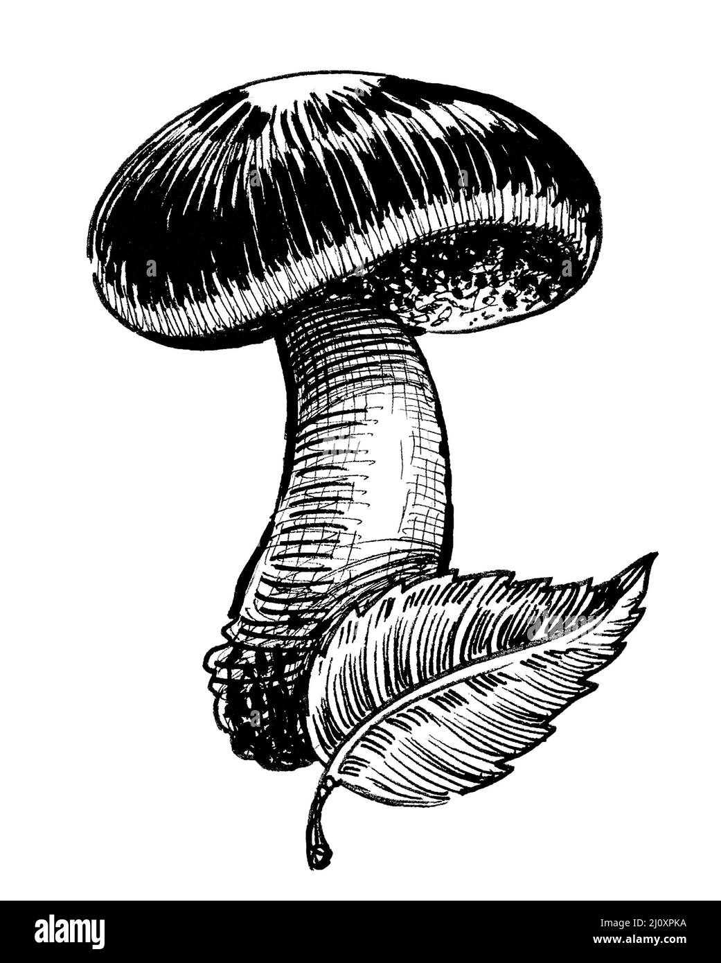 Champignons et feuilles comestibles. Encre noir et blanc Banque D'Images