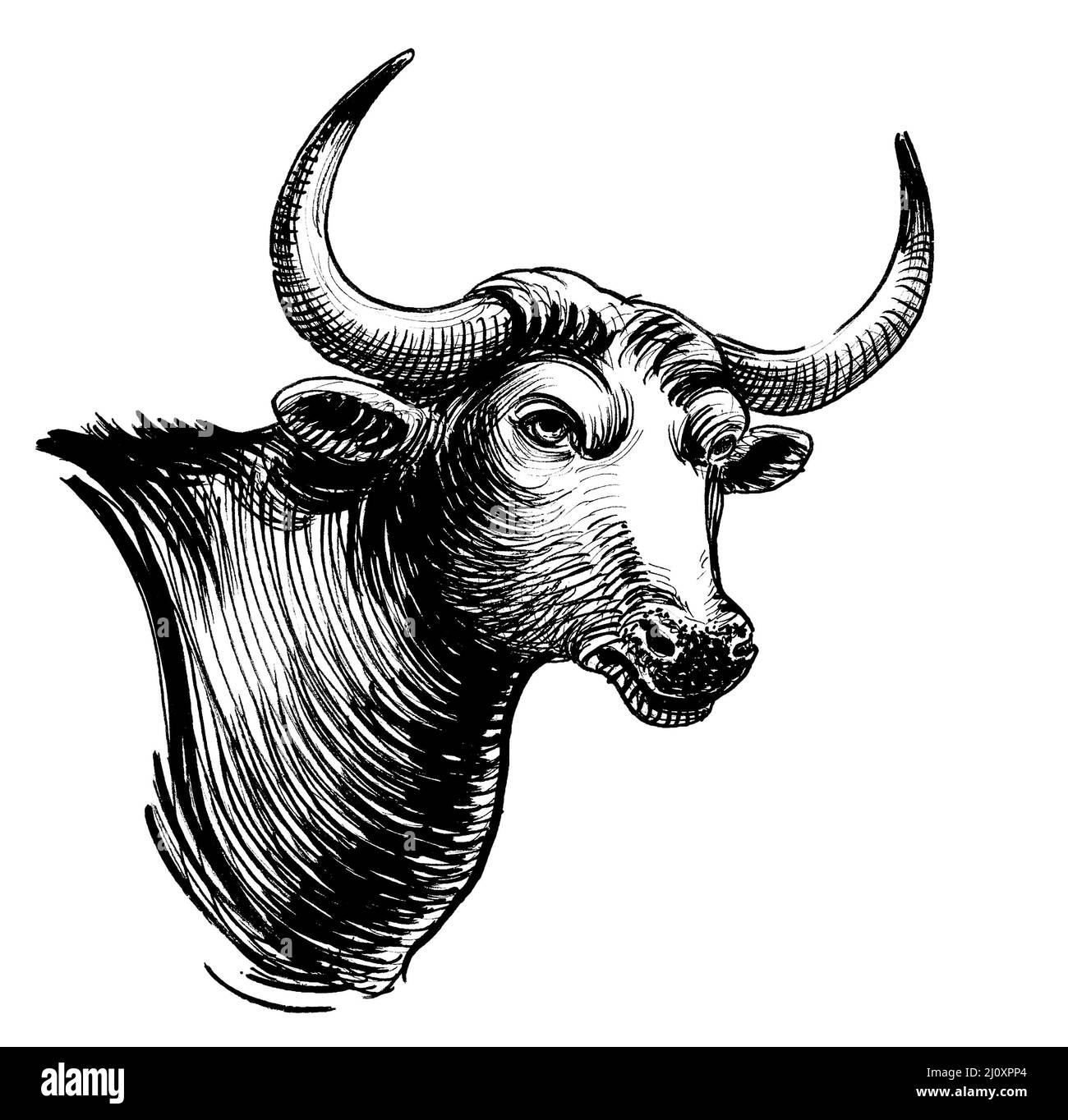 Tête de taureau avec longues cornes. Dessin noir et blanc Banque D'Images