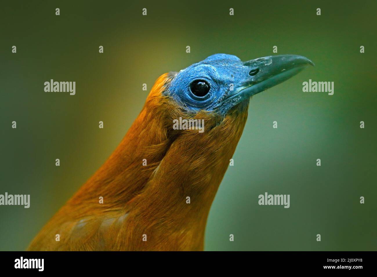 Capuchinbird, Perissocephalus tricolor, grand oiseau de passereau de la famille des Cotingidae. Calfbird sauvage dans la nature forêt tropicale habitat. Sittin d'oiseau Banque D'Images