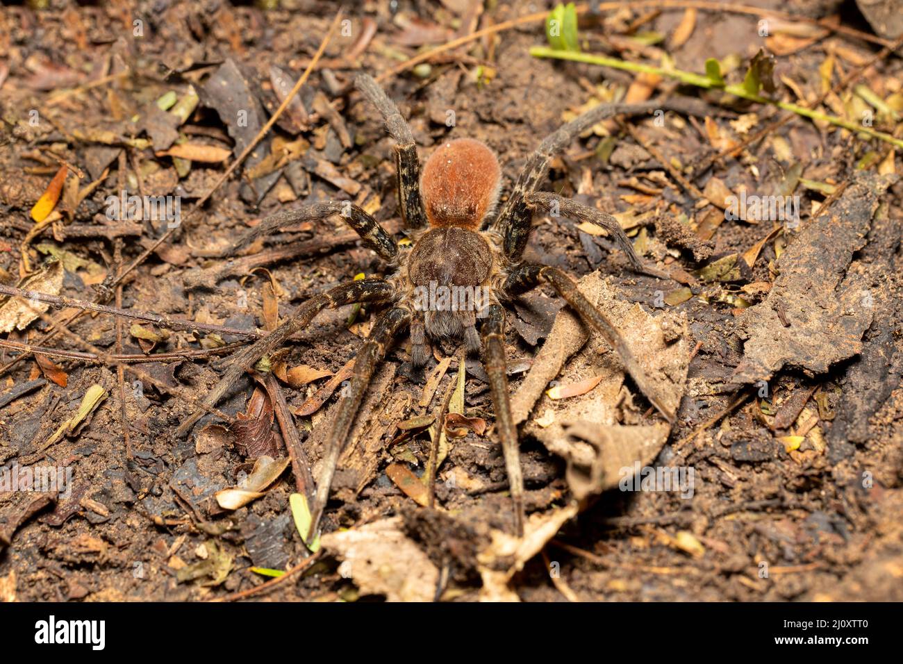 Araignée errante, Ancylometes bogotensis de la famille des ctenidae. Chasseurs nocturnes venimeux sur terre dans la forêt tropicale. Parc national de Carara - Tarcoles, Co Banque D'Images