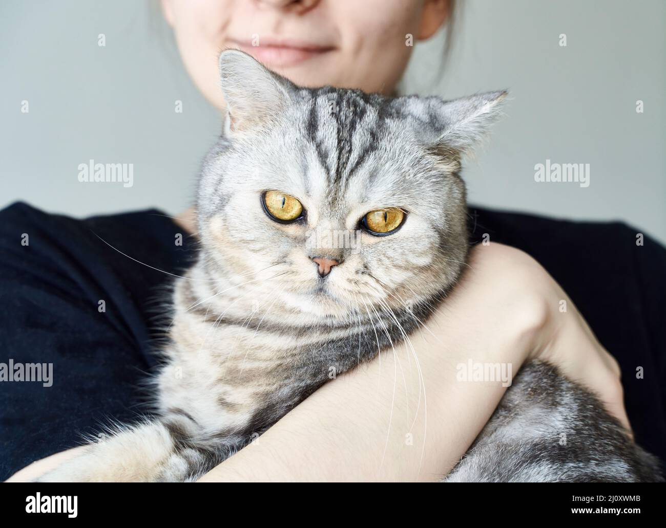 Chat tabby mignon dans les bras d'une femme non reconnaissable, l'amitié entre les humains et les animaux de compagnie Banque D'Images