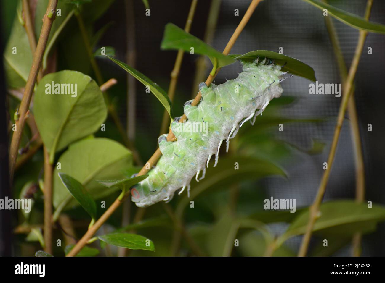 Atlas Moth (Attacus atlas) Caterpillar grimpant sur une tige de plante Banque D'Images