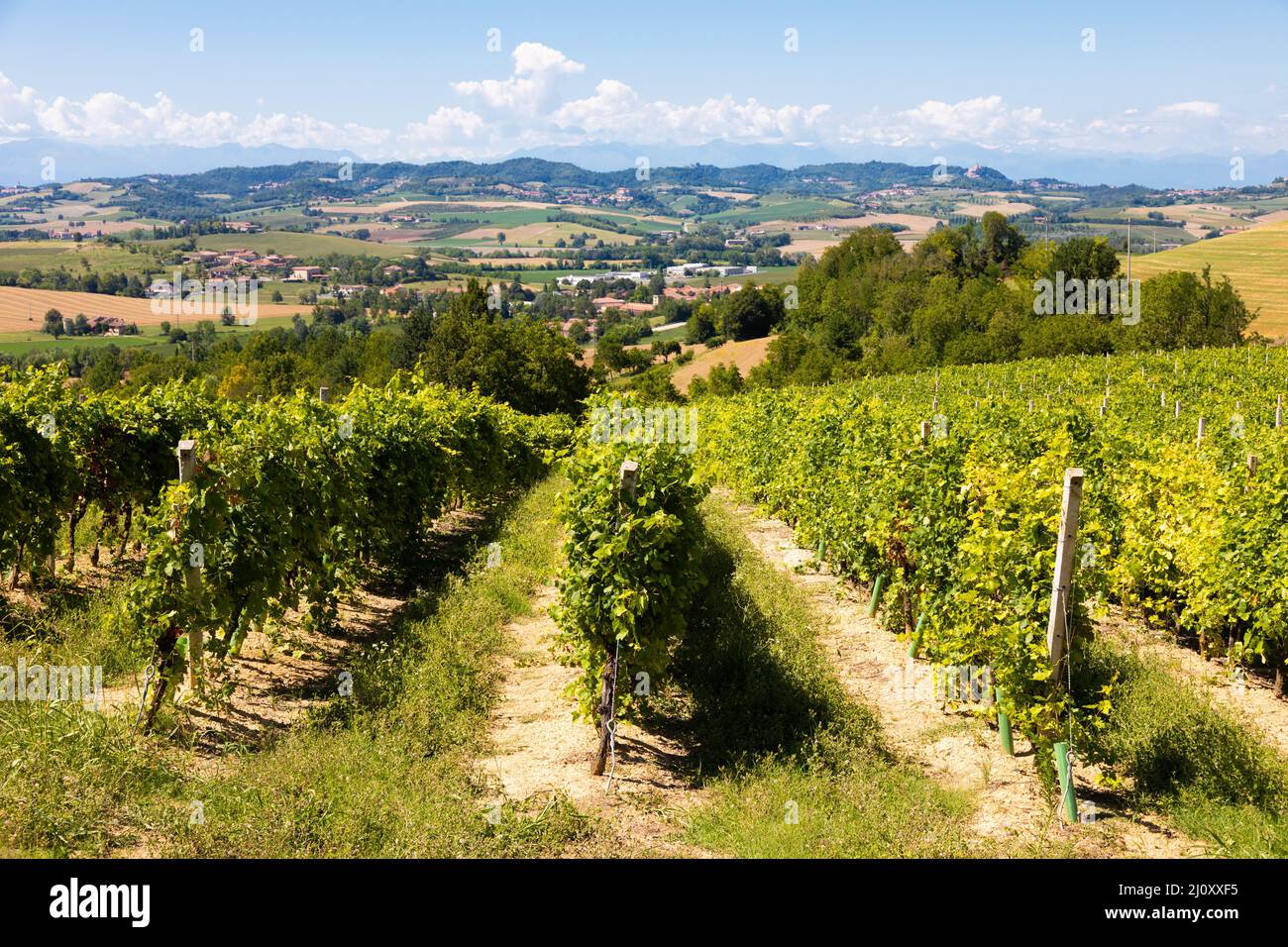 Vignoble Barbera dans la région Piémont, Italie. Paysage de campagne dans la région de Langhe Banque D'Images