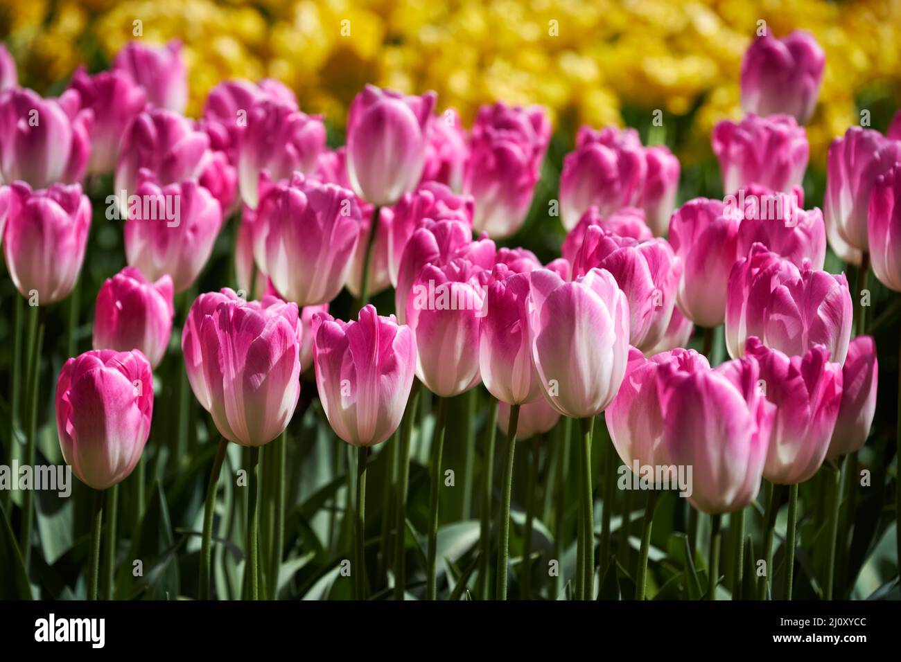 Parterre de tulipes en fleurs dans jardin de fleurs Keukenhof, Pays-Bas Banque D'Images