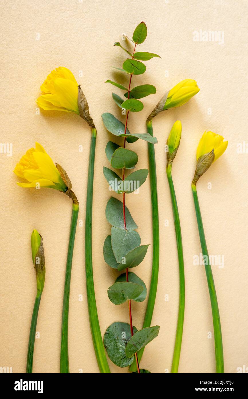 Bouton de jonquille jaune et branche d'eucalyptus sur feuille de feutre jaune, gros plan. Banque D'Images
