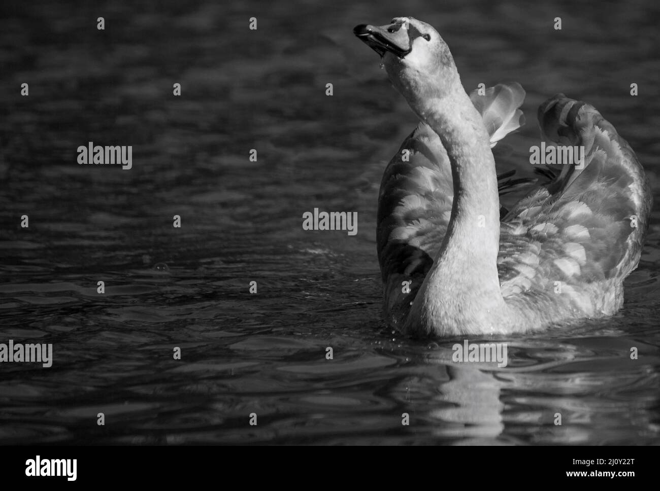 Jeune Swan nageant tôt le matin Banque D'Images