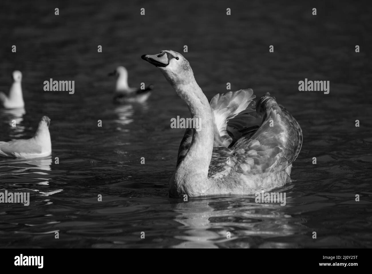 Un jeune cygne avec quelques amis Banque D'Images