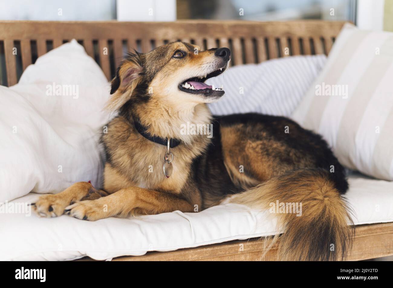 Adorable chien qui a l'air propriétaire. Photo de haute qualité Banque D'Images