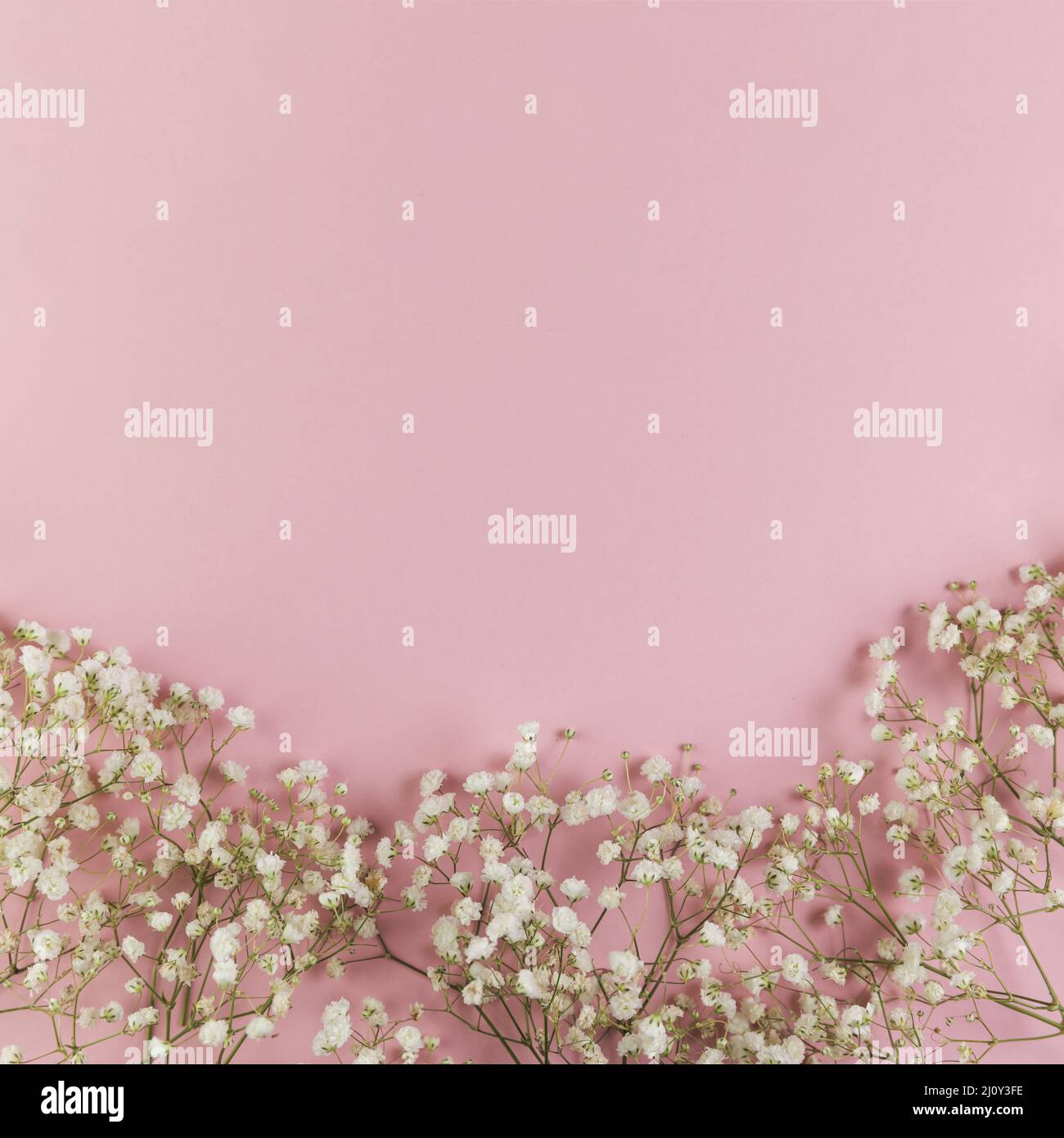 Blanc frais bébé souffle fleurs sur fond rose. Photo de haute qualité Banque D'Images