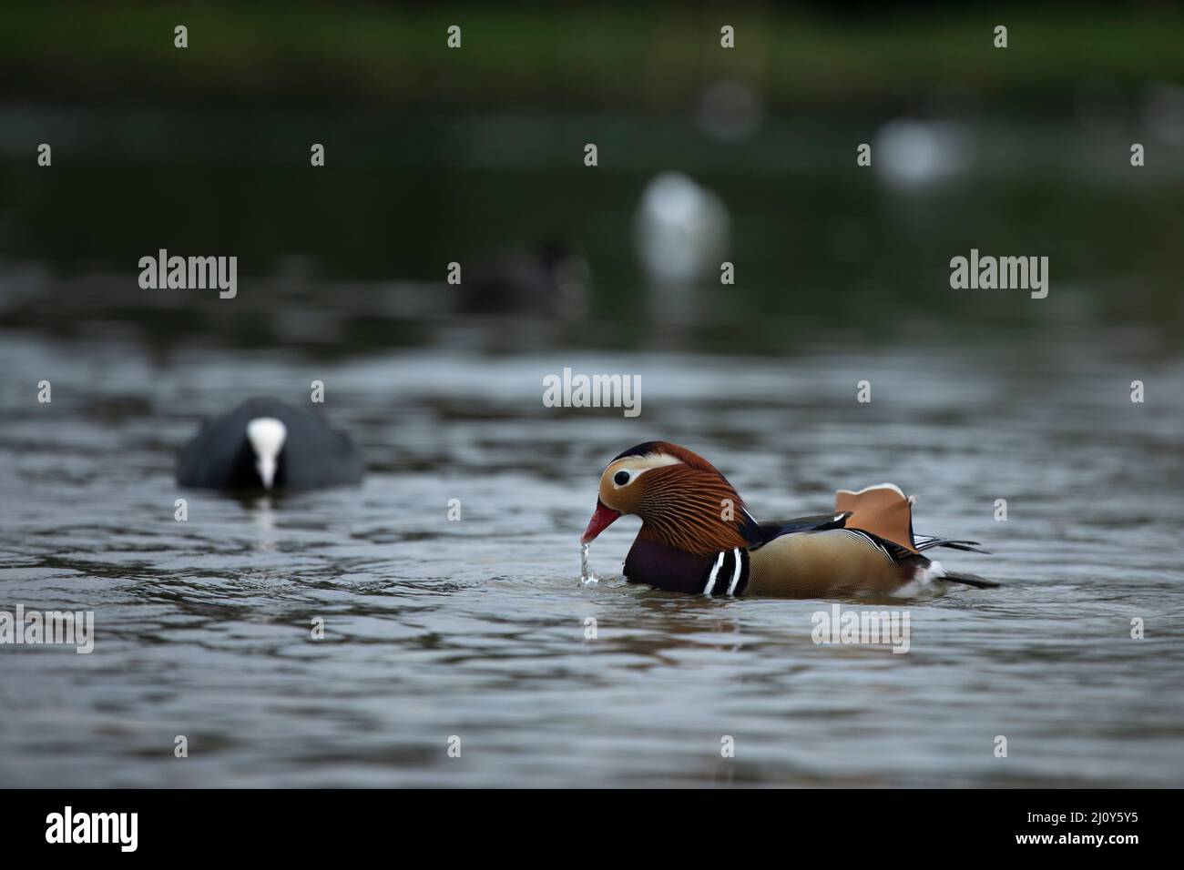 Canard mandarin Banque D'Images