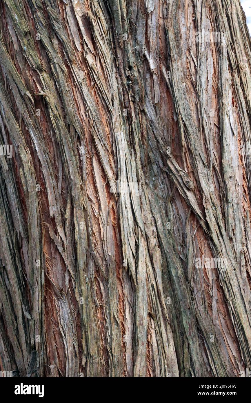 Écorce du séquoia géant (Metasequoia glyptostroboides) dans le parc naturel de Kottnforst-ville Banque D'Images