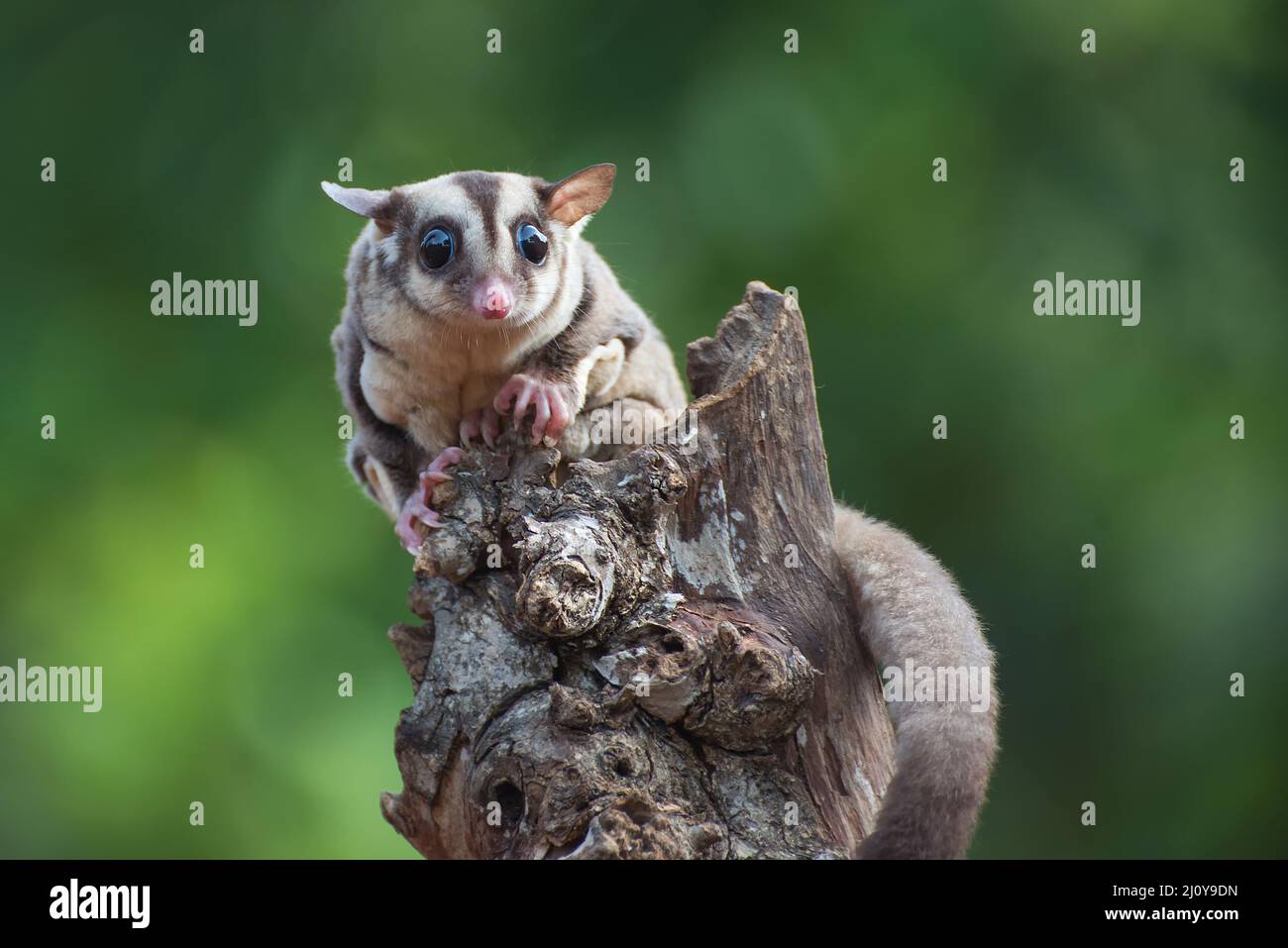 Patin à sucre ( Pesaurus breviceps ) sur une branche d'arbre Banque D'Images