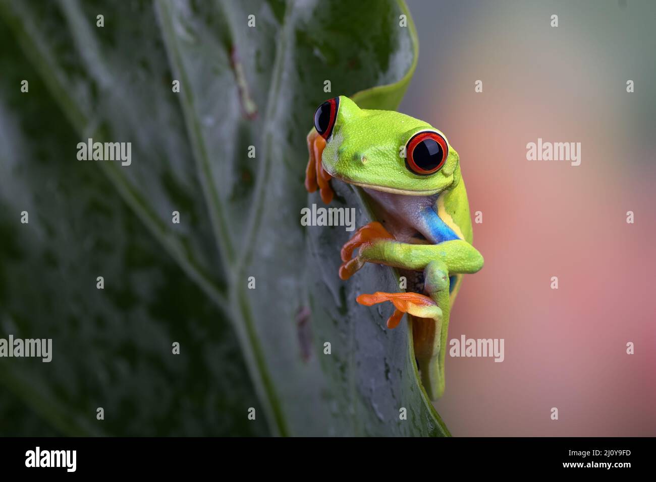 Red eyed tree frog sitting on leaf Banque D'Images