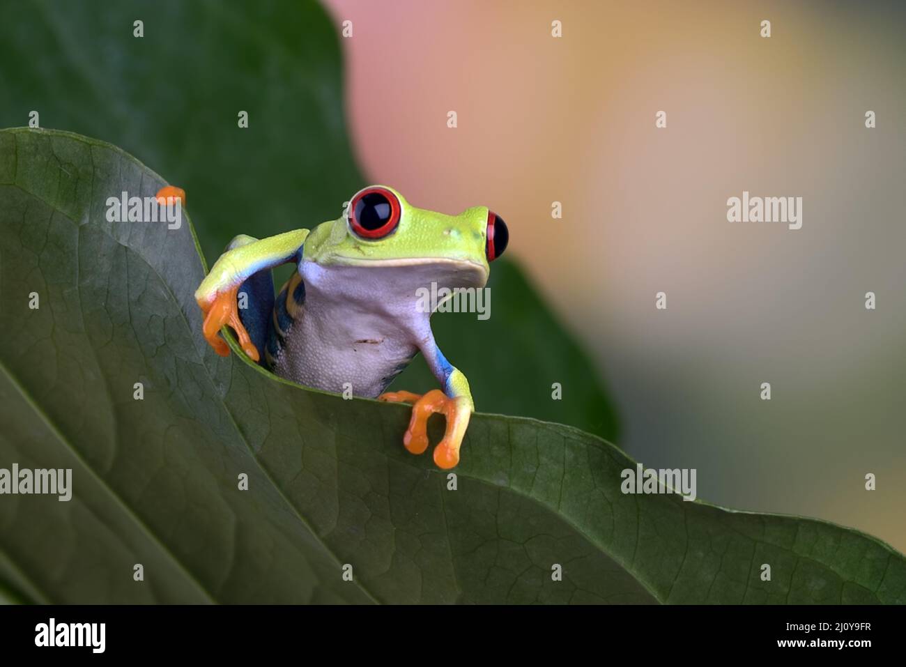 Red eyed tree frog sitting on leaf Banque D'Images