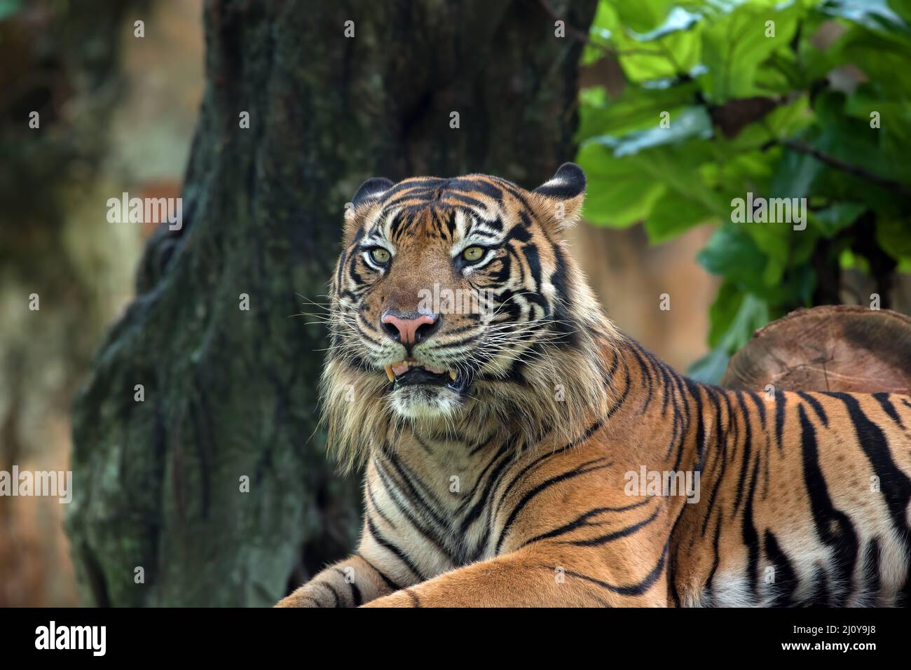 Gros plan sur le tigre de sumatran Banque D'Images