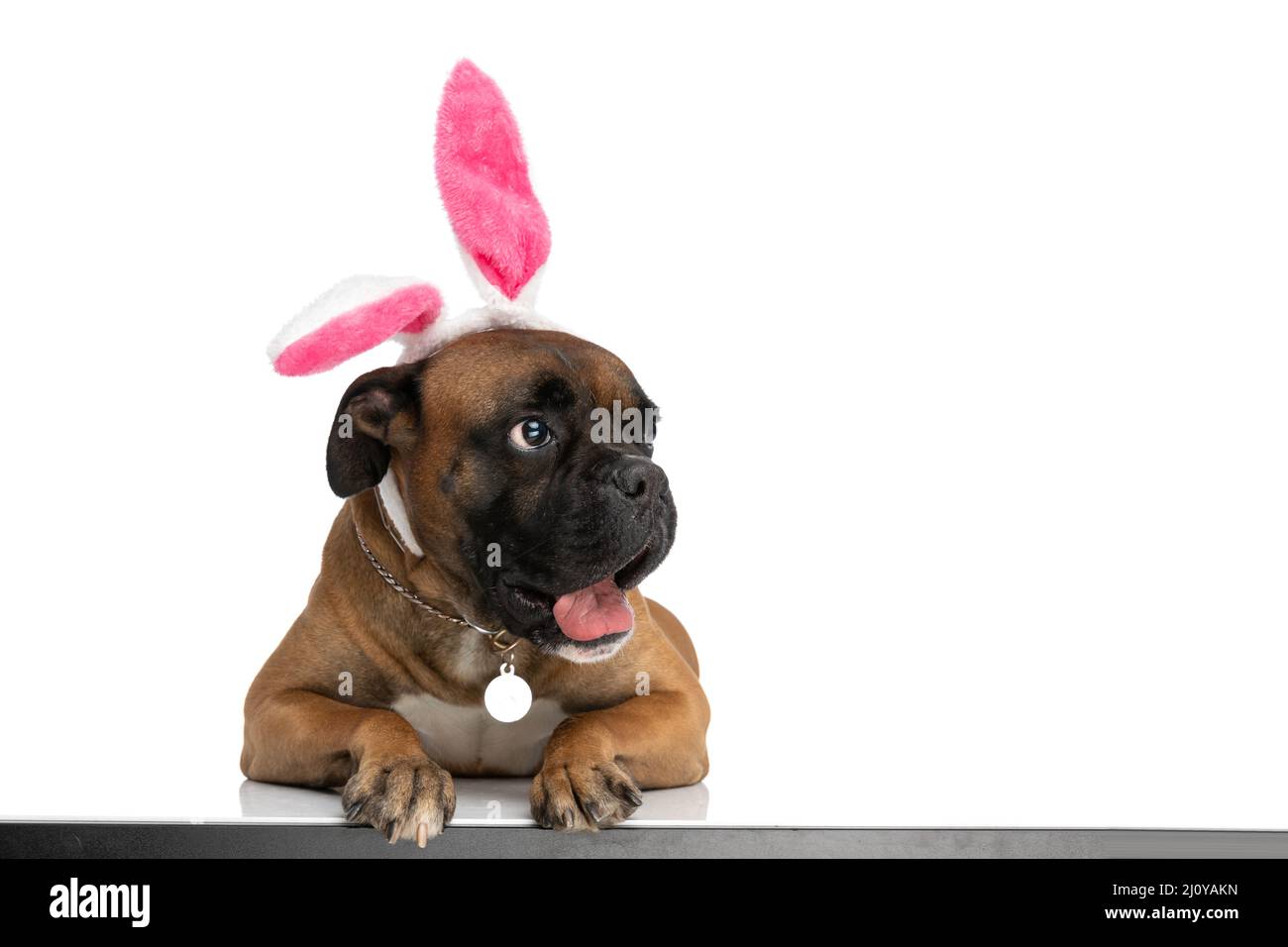 chien mignon avec serre-tête d'oreilles de lapin regardant sur le côté et  panting avec la langue exposée tout en posant sur une table blanche en  studio Photo Stock - Alamy