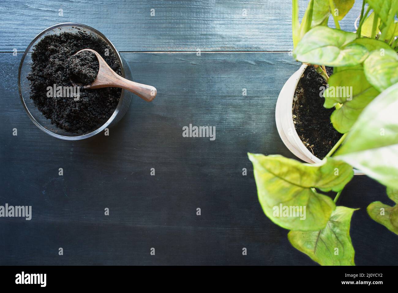 Résumé de la vue de dessus de la terre de café passé avec la maison en pot, Arrowhead Plant, Syngonium Podophyyum, sur une table en bois rustique sombre. Banque D'Images