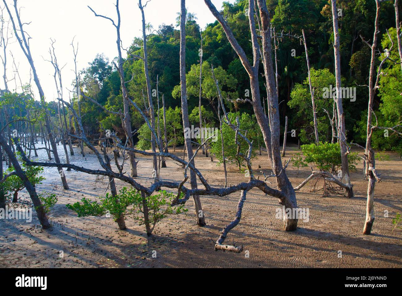 Forêt de mangroves au parc national de Bakou, Bornéo - Malaisie Banque D'Images