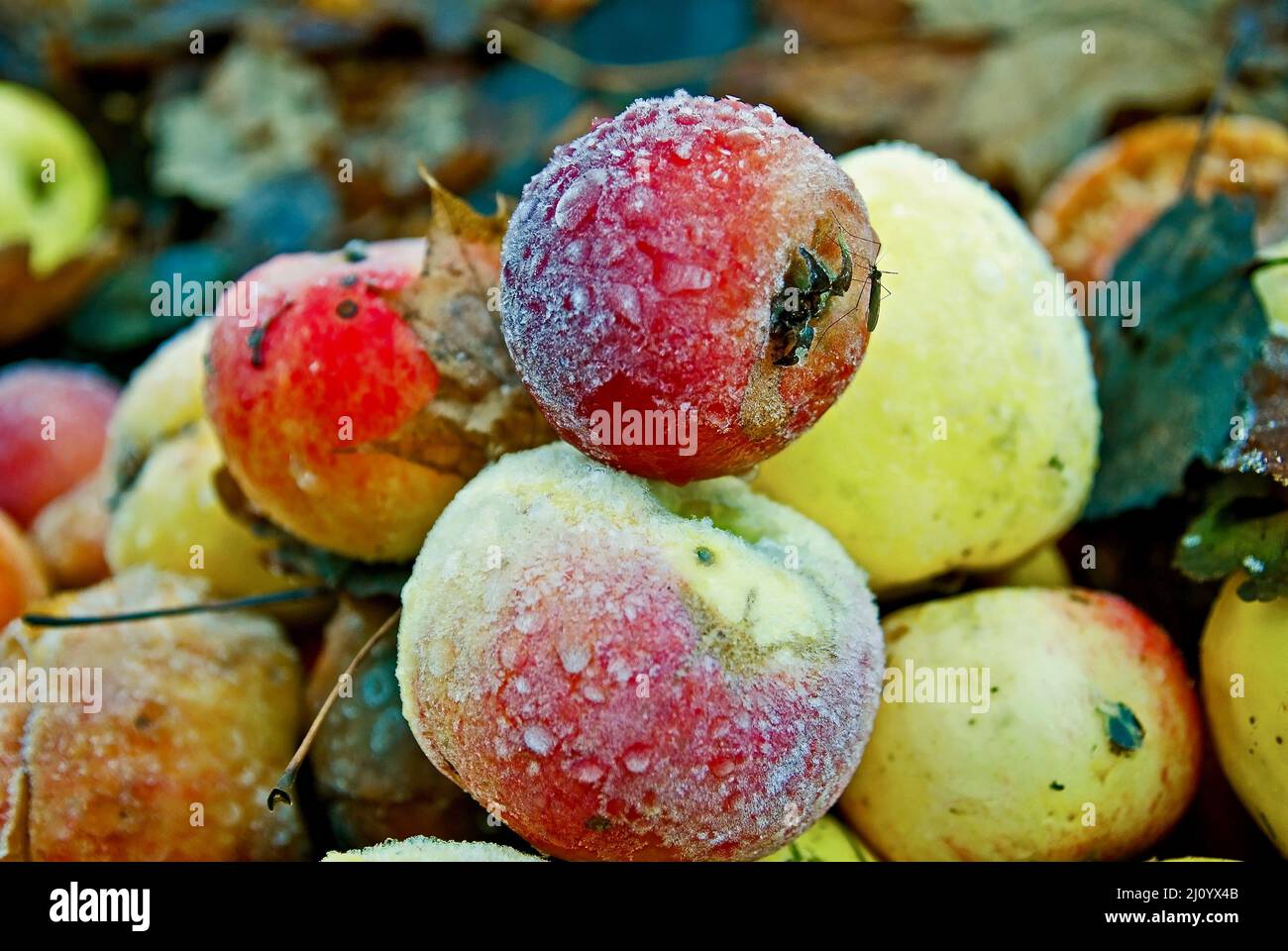 Tas de pommes congelées tombées comme nourriture pour les animaux sauvages en hiver. Banque D'Images