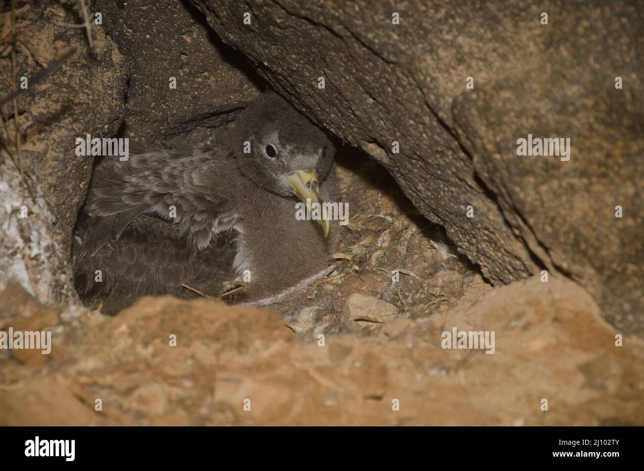 La chienne de Cory Calonectris borealis poussait dans son nid. Montana Clara. Réserve naturelle intégrale de Los Islotes. Îles Canaries. Espagne. Banque D'Images