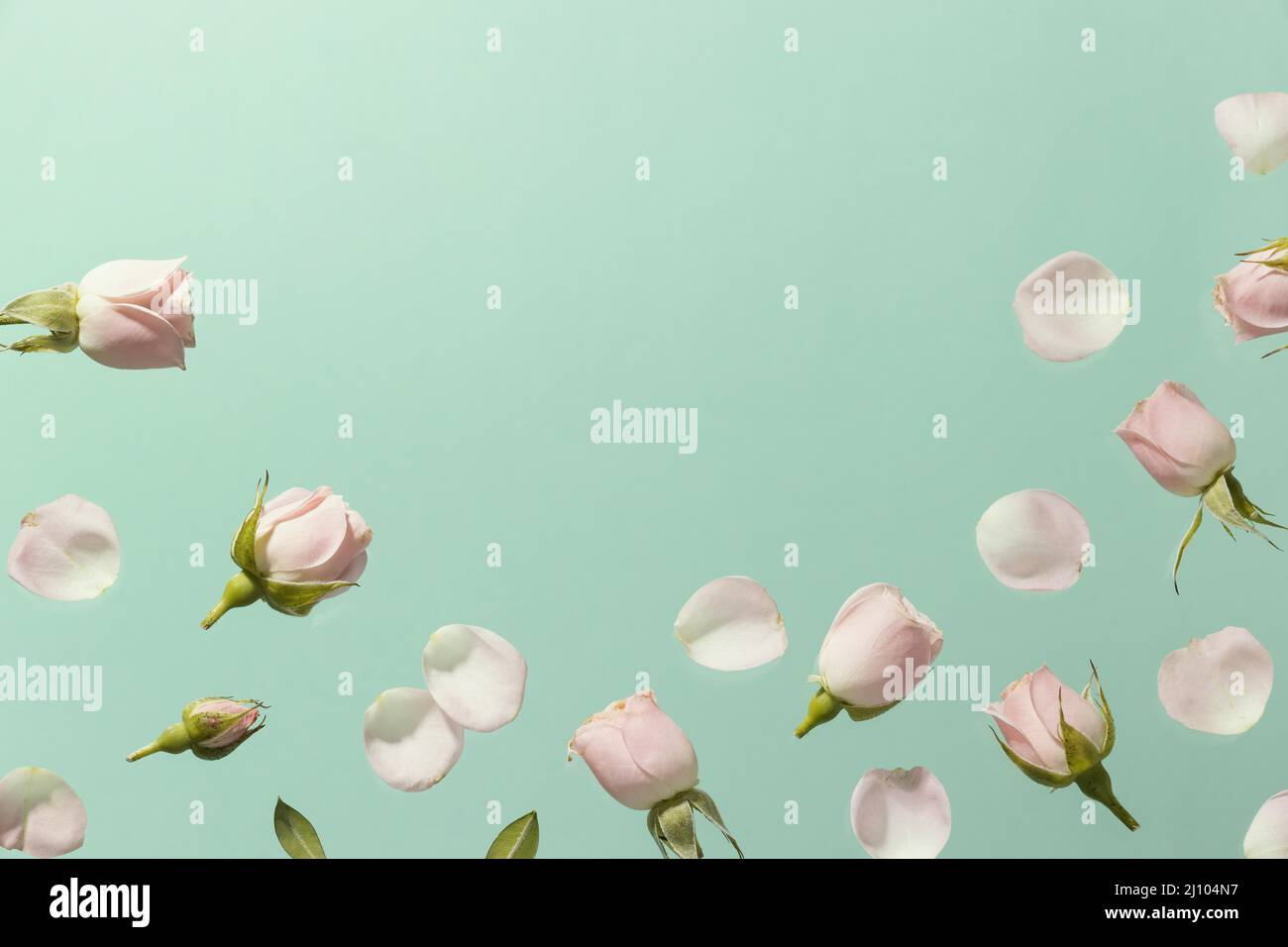 Vue de dessus roses printanières roses avec espace pour les copies Banque D'Images