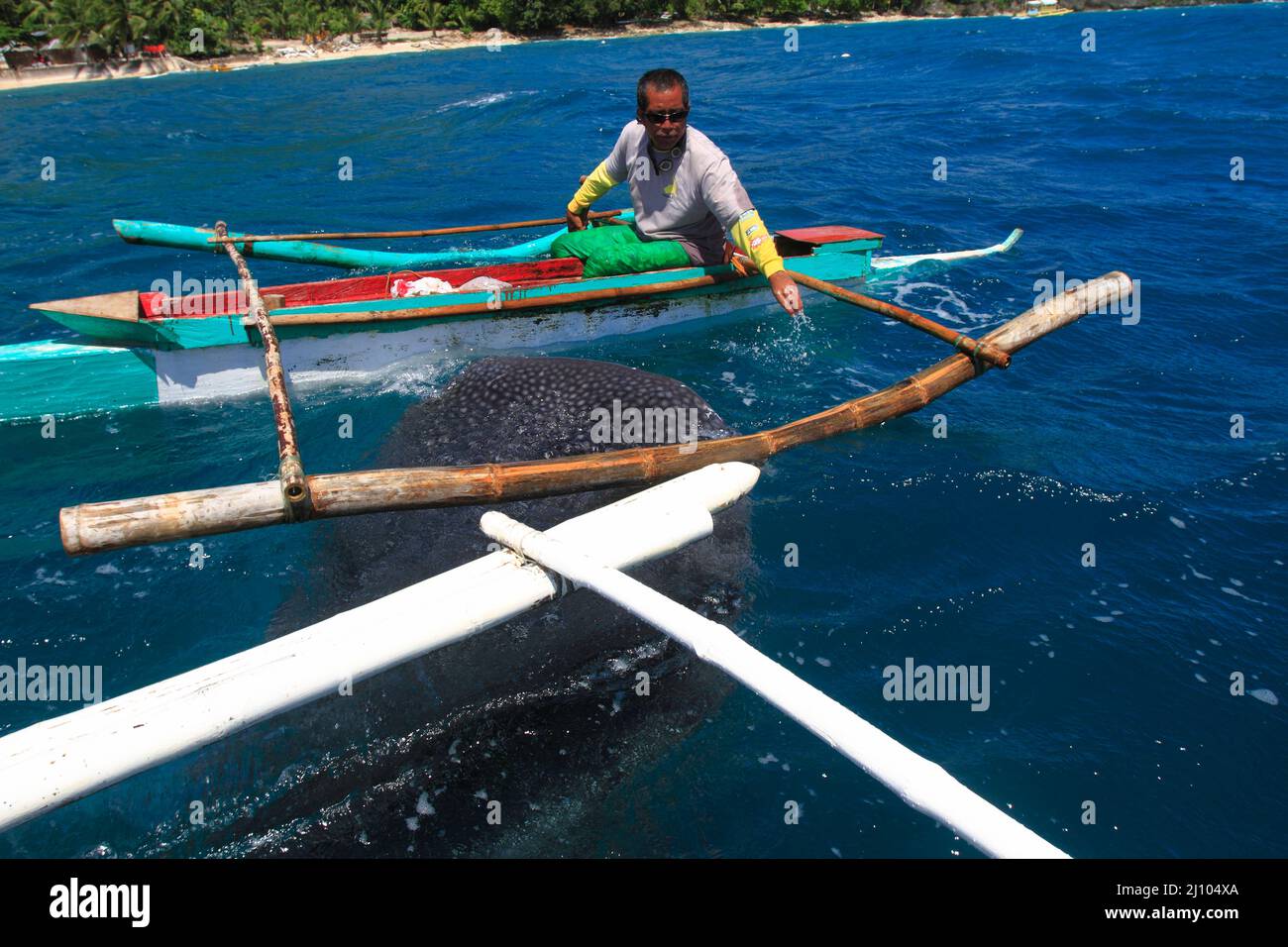 Fischerman nourrissant un requin baleine avec du krill Banque D'Images