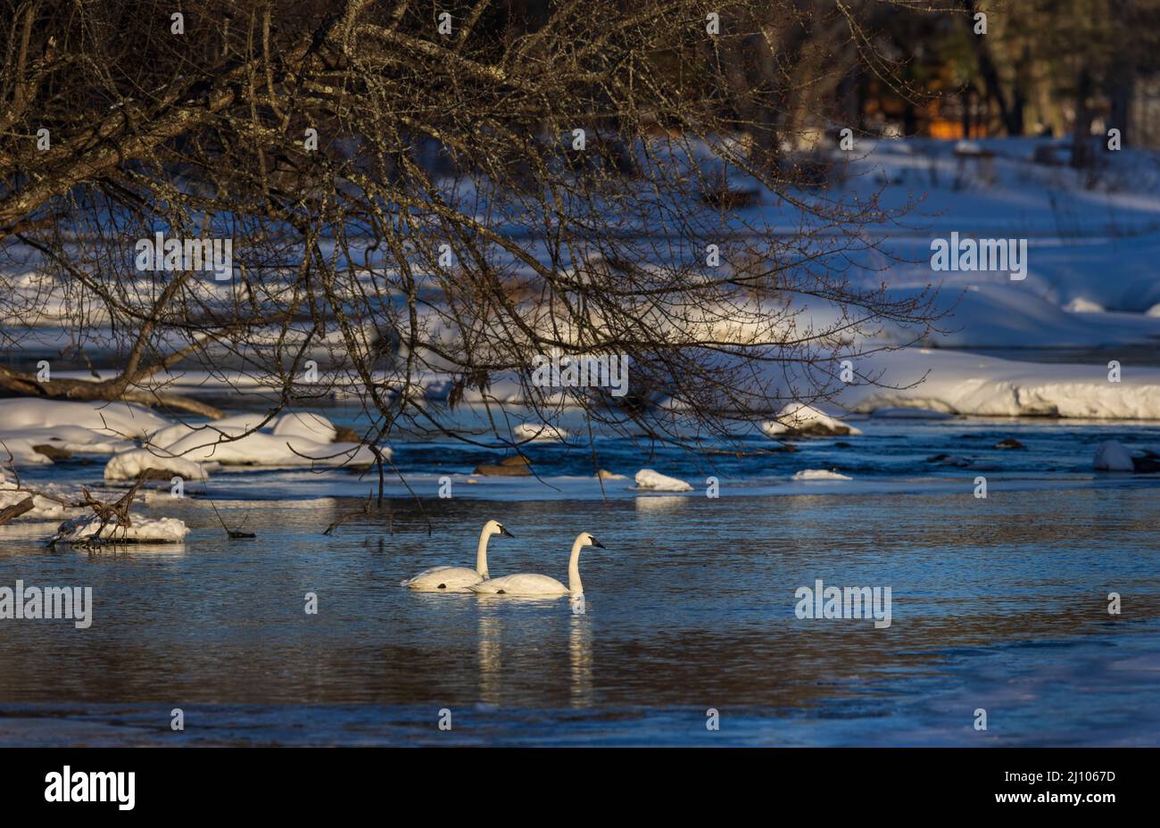 Les cygnes trompettes dans le nord du Wisconsin. Banque D'Images