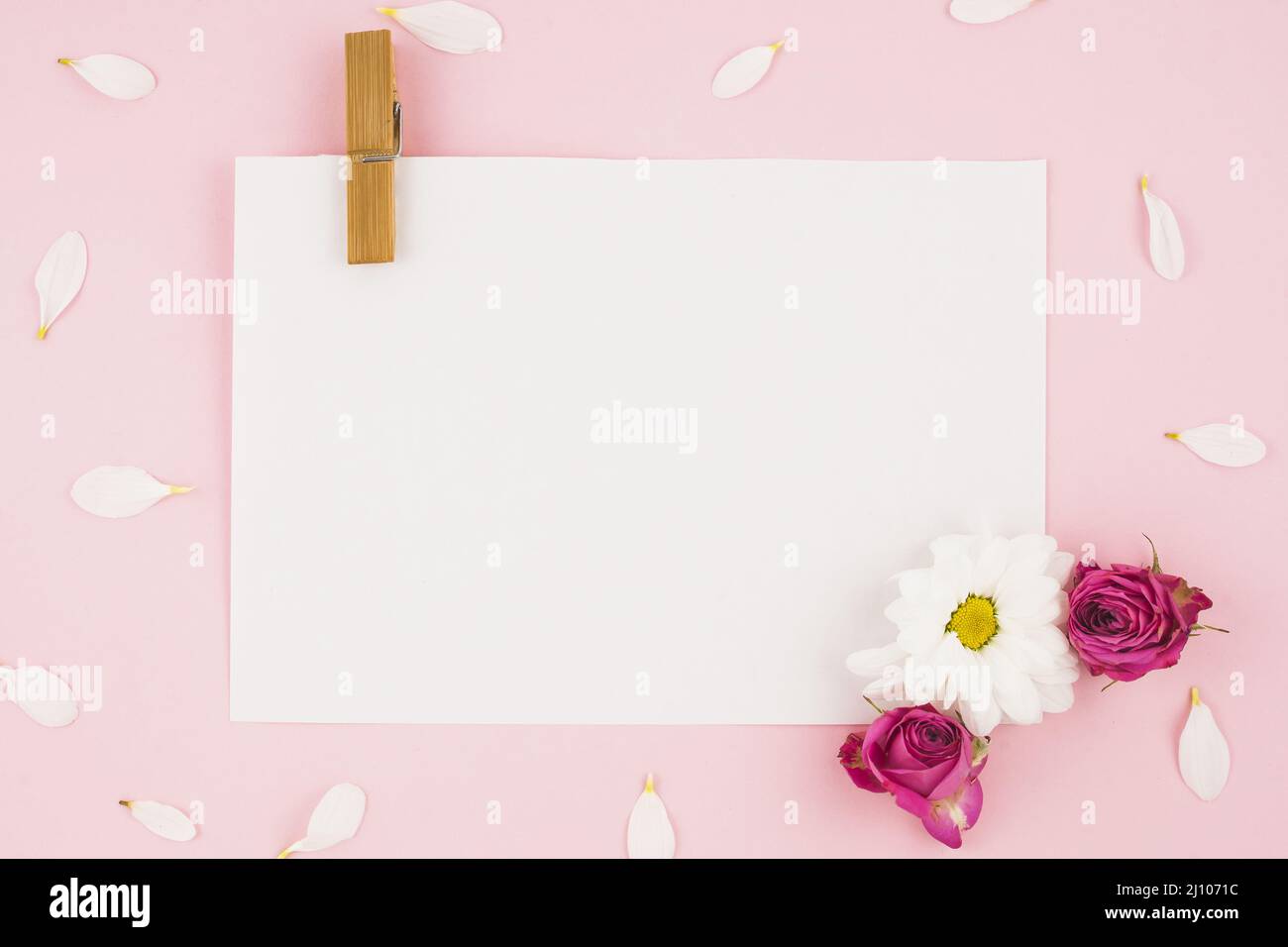 Papier blanc vierge avec clotespin fleurs fond rose Banque D'Images