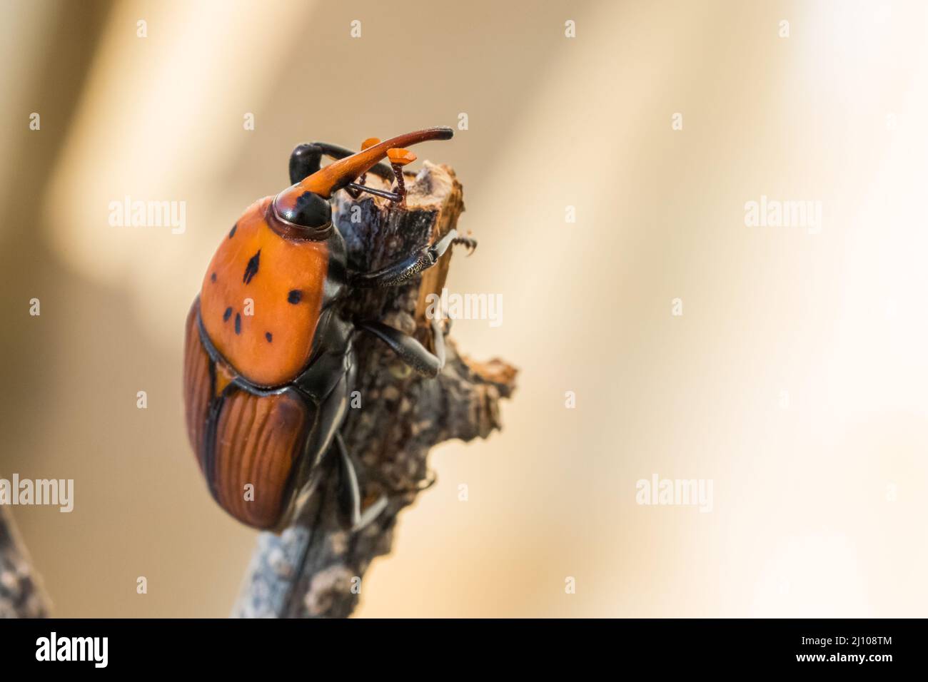 Un charançon de palmier rouge ou asiatique ou charançon de palmier sagou, Rhynchophorus ferrugineus, reposant sur une branche sèche dans un jardin. Insectes nuisibles à Malte Banque D'Images