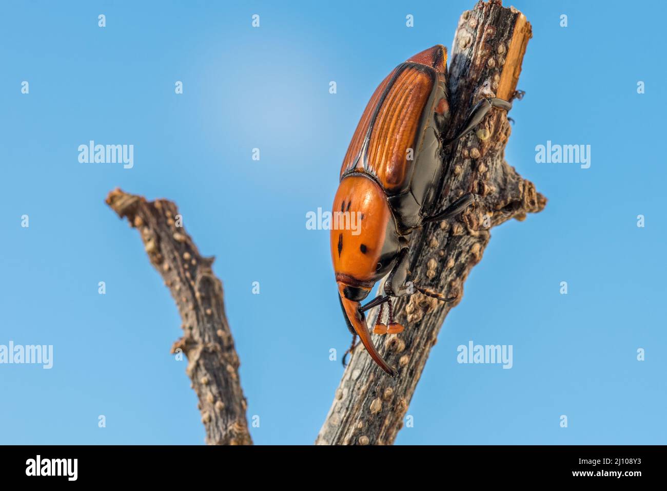 Un charançon de palmier rouge ou asiatique ou charançon de palmier sagou, Rhynchophorus ferrugineus, reposant sur une branche sèche dans un jardin. Insectes nuisibles à Malte Banque D'Images